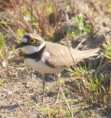 /album/my-local-birding-gallery/little-ringed-plover-on-standby-jpg/